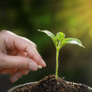 Seed: Reclamation, Native, and Agronomic