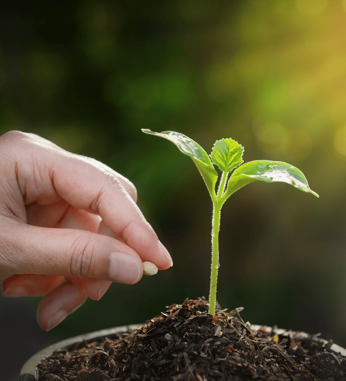 Seed: Reclamation, Native, and Agronomic